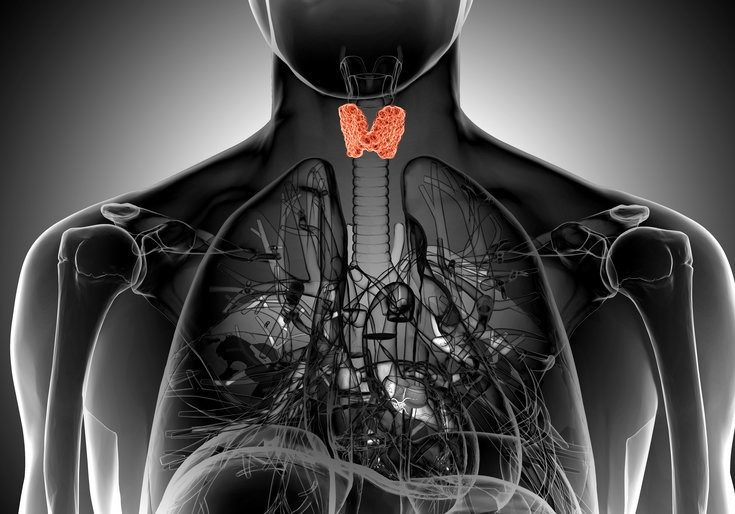 x-ray illustration of the male thyroid gland